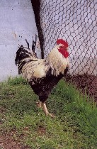 ООО «Генофонд» реализует: яйцо инкубационное куриное (около 50 пород), перепелиное (9 пород), цесариное (6 пород) в течение сезона. Принимает заявки на вывод суточного молодняка кур и цесарок (плановы ...